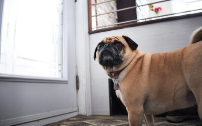 Canine Cabin Fever: 5 Ways to Combat Dog Anxiety