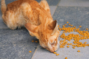 Increase Cat Appetite
