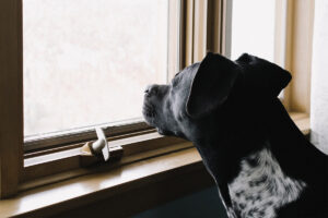Dog-With-Separation-Anxiety-At-Window