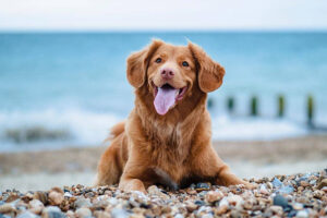 Happy dog on a pebble beach