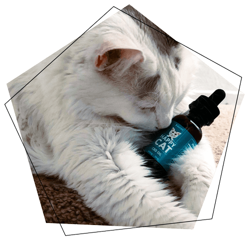 Kitty with bottle of Happy Cat