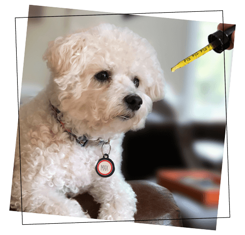 Max the Bichon Frise Looking at CBD Oil