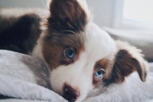Blue Eyed Puppy Looking Sad