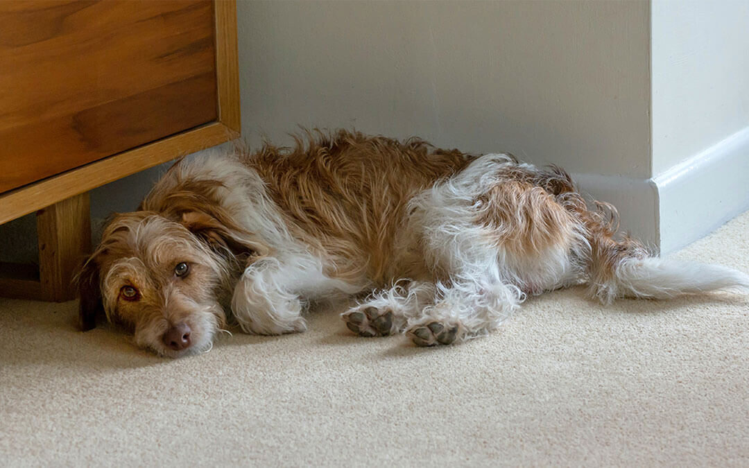 Stress in Dogs | Dog Stress