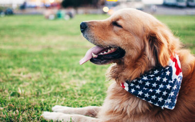 7 Pet Safety Tips for the 4th of July