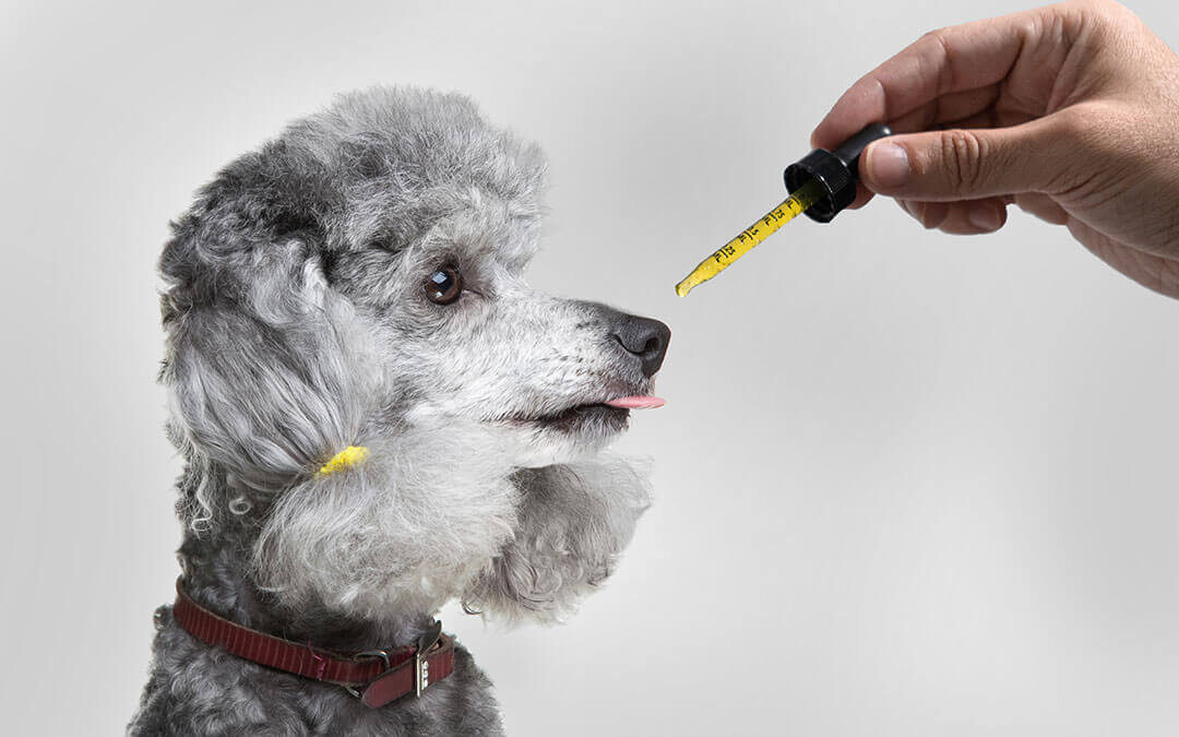 CBD Oil Benefits for dogs